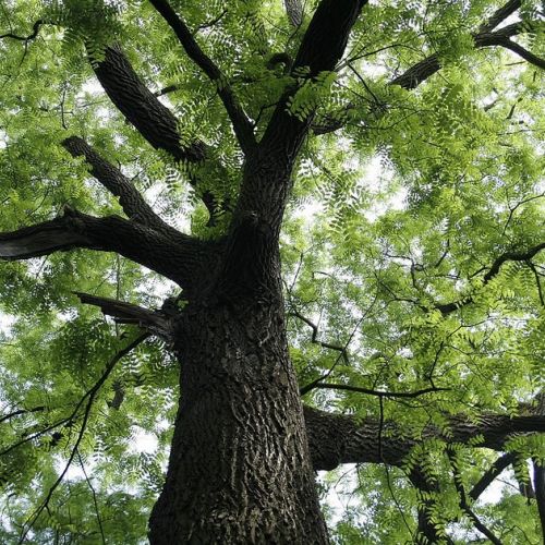 Il noce: l'albero delle streghe