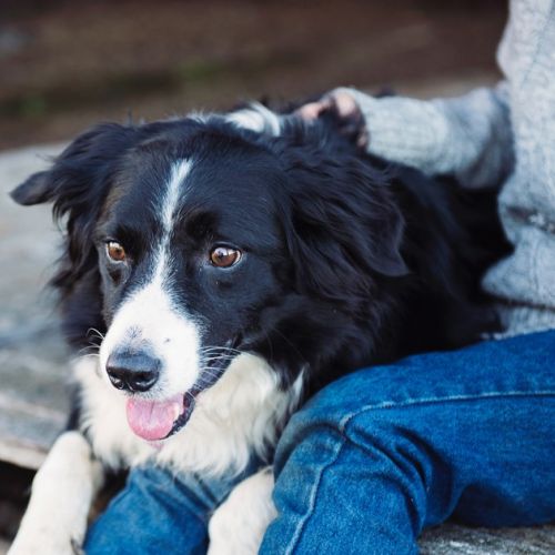 Quale animale domestico corrisponde al tuo segno astrologico?